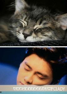 娱乐圈吃瓜猫,揭秘吃瓜猫背后的娱乐真相 第2张 娱乐圈吃瓜猫,揭秘吃瓜猫背后的娱乐真相 第2张