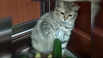 娱乐圈吃瓜猫,揭秘吃瓜猫背后的娱乐真相 第3张 娱乐圈吃瓜猫,揭秘吃瓜猫背后的娱乐真相 第3张