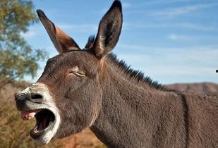 娱乐吃瓜酱驴叫,揭秘娱乐圈那些鲜为人知的幕后故事  第2张