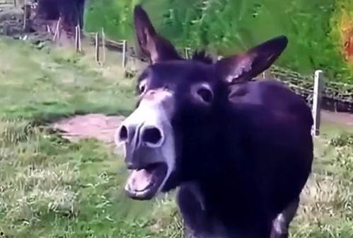 娱乐吃瓜酱驴叫,揭秘娱乐圈那些鲜为人知的幕后故事  第3张