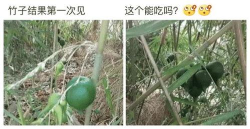 娱乐吃瓜酱竹子,娱乐吃瓜酱的幕后故事 第2张 娱乐吃瓜酱竹子,娱乐吃瓜酱的幕后故事 第2张