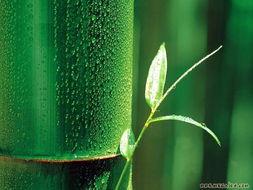 娱乐吃瓜酱竹子,娱乐吃瓜酱的幕后故事 第3张 娱乐吃瓜酱竹子,娱乐吃瓜酱的幕后故事 第3张