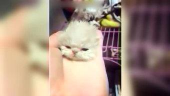 吃瓜娱乐喵,揭秘娱乐圈那些事儿 第2张 吃瓜娱乐喵,揭秘娱乐圈那些事儿 第2张