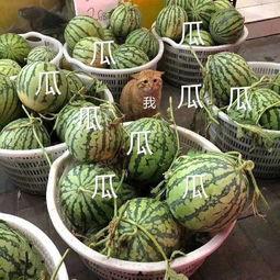 娱乐吃瓜的头像图片,吃瓜群众眼中的明星幕后故事  第2张