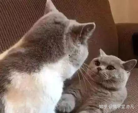 娱乐吃瓜君猫生气歌,萌宠音乐新潮流 第2张 娱乐吃瓜君猫生气歌,萌宠音乐新潮流 第2张