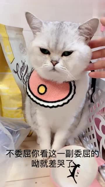 娱乐吃瓜君猫生气歌,萌宠音乐新潮流 第3张 娱乐吃瓜君猫生气歌,萌宠音乐新潮流 第3张