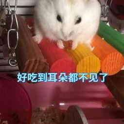 娱乐吃瓜酱鼠,揭秘娱乐圈那些不为人知的幕后故事  第2张