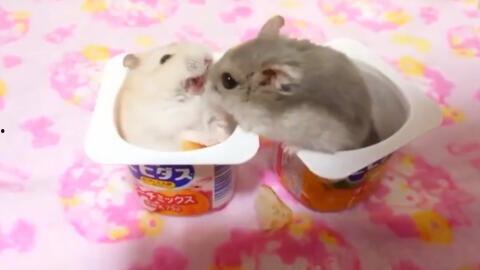 娱乐吃瓜酱鼠,揭秘娱乐圈那些不为人知的幕后故事  第3张