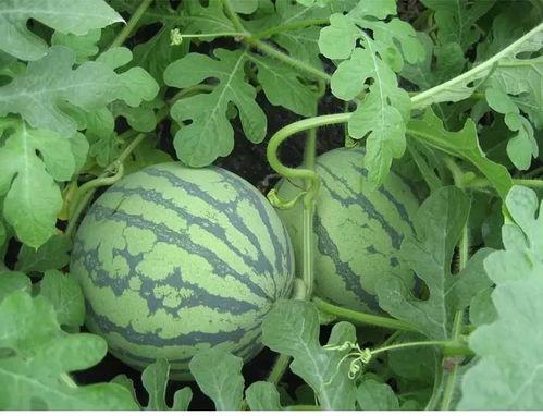 娱乐吃瓜姐白菜,白菜带你领略娱乐圈的瓜田乐趣 第2张 娱乐吃瓜姐白菜,白菜带你领略娱乐圈的瓜田乐趣 第2张